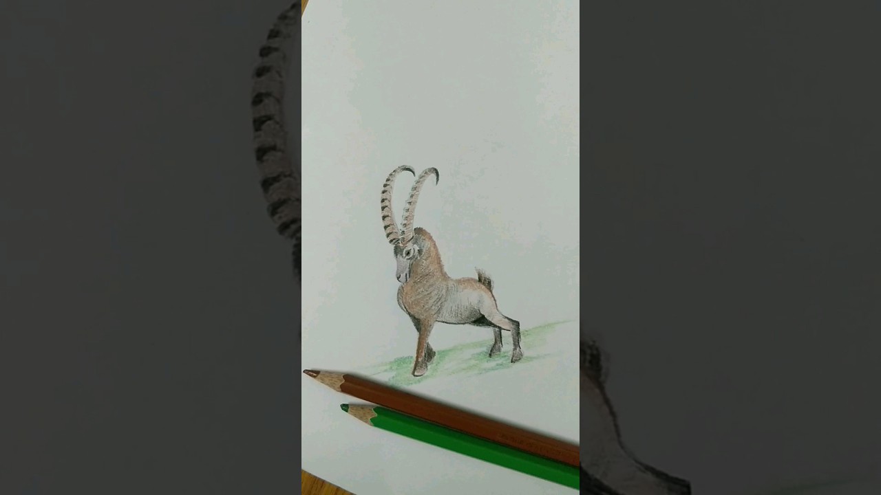 Hybrid Ibex | Wild Goat Drawing |