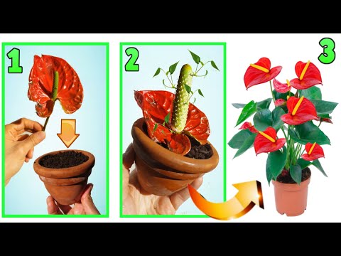 Video: Dividi piante di Anthurium - Impara come dividere una pianta di Anthurium