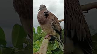 Download Lagu Lure the Sound of Turtledove Birds MP3