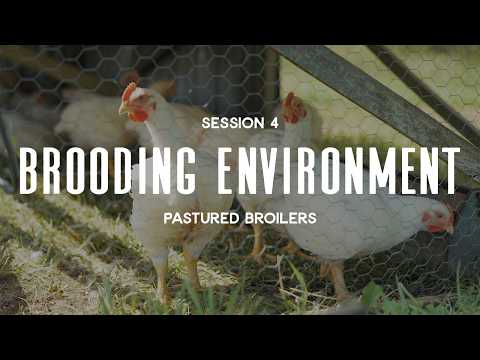 Pastured Broilers Session 4: Brooding Environment