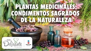 4 plantas medicinales | Cocina Delirante - YouTube