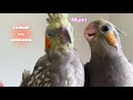 Cockatiels reaction shocks me when the other bird calls her mum