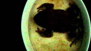 Icabod the Sonoran Desert Toad soaking in his dish