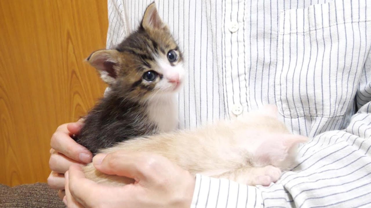 Котята чувствуют себя комфортно и дремлют [Котенок, кот под защитой]