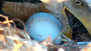 Decorah North :  Close ups  of 1st egg and DNF