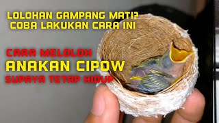 Download Lagu Cara meloloh anakan cipow/sirvu agar tetap hidup MP3