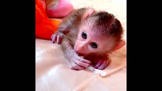 Cute Baebii Roll In Towel After Bath