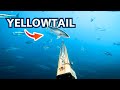 A Beginner&#39;s Guide To Spearfishing Yellowtail (Catch and Cook)