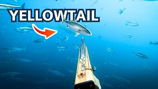 A Beginner's Guide To Spearfishing Yellowtail (Catch and Cook)