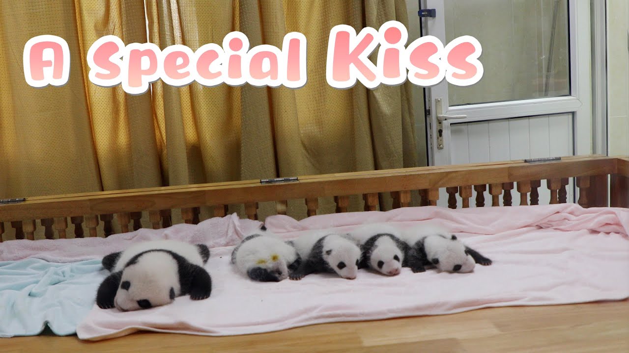 Do You Want A Kiss With Baby Panda? | iPanda