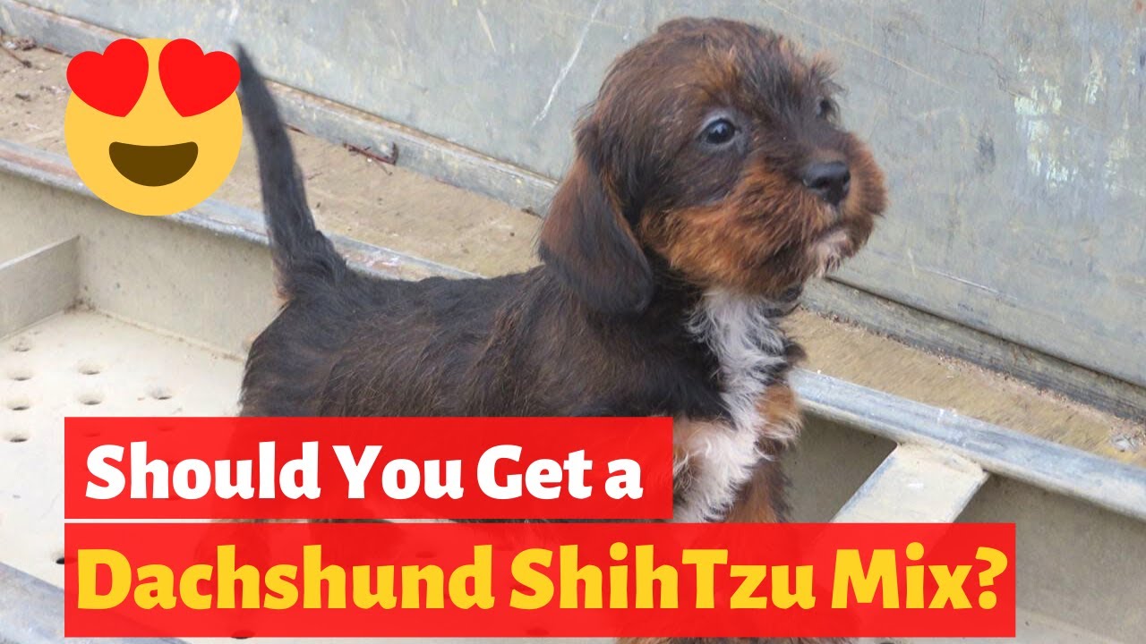 dachshund and shih tzu mix