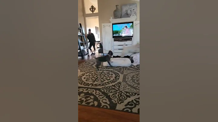 Puppy Bowl Training  (1)