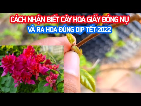 Cách nhận biết cây hoa giấy đóng nụ và ra hoa đúng dịp tết 2022 | Hồ Thanh Vlogs 2023 mới nhất