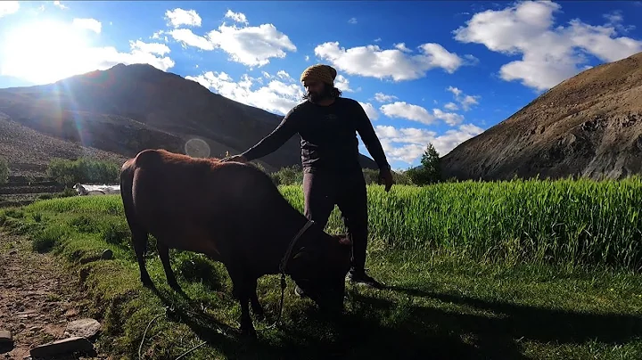 Purney Pure Love | Zanskar | WWZanskartrails2...  ...