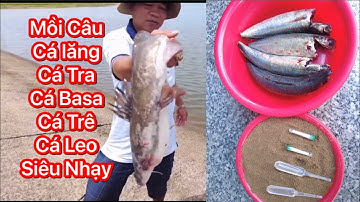 Hướng Dẫn Làm Mồi Câu Cá Da Trơn Cá Lăng Trê Tra Trê Basa Cá Leo  Ếch Siêu Nhạy
