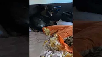 Why does my dog avoid eye contact?