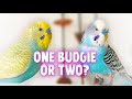 Should I Get One or Two Budgies?