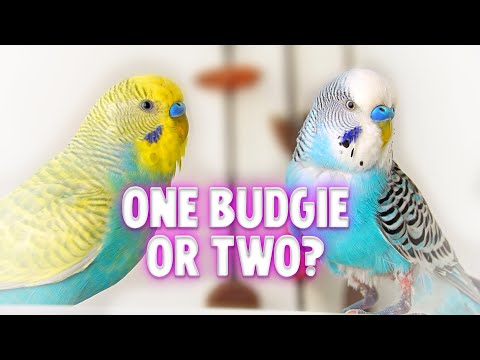 Wideo: Czy powinienem dostać jedną czy dwie papużki faliste?