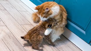 MAINE COON LORD BECAME A NANNY FOR LYNXES / Wild lynx kitten gets used to hands