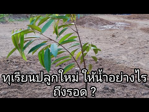 วีดีโอ: รดน้ำเมล็ดพันธุ์ที่ปลูกใหม่ – วิธีการรดน้ำเมล็ดหลังปลูก