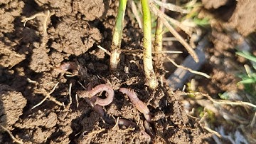 Home farm soybeans, infurrow vs seed treatment trial, and some earthworms, just a quick stop.