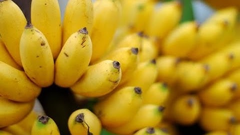 5 tác dụng của quả chuối tốt cho sức khỏe