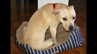 FUNNY, CUTE DOG NAMED &quot;VIENNA&quot; - SNORING &amp; WHINING IN HER SLEEP (Staffordshire mix)