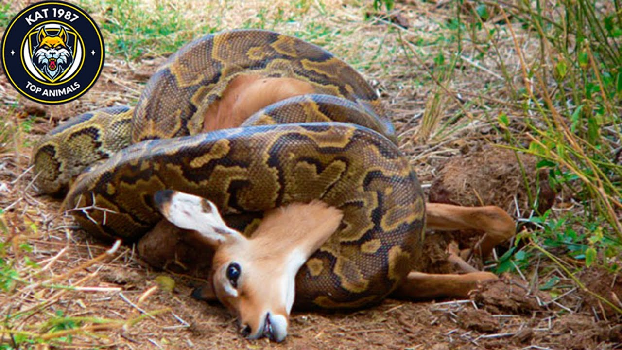PYTHON Attack And Swallow Their Prey ⭐ 15 Scary MOMENTS Python Attack ...