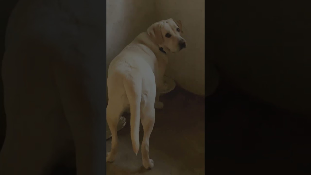 Subah Subah Itna Discipline? 😳 | Labrador Life