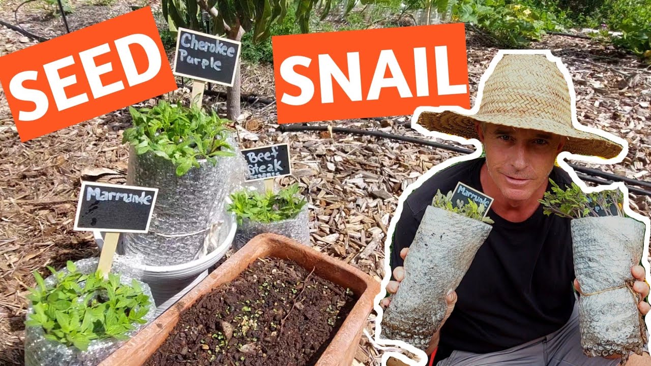 Seed Snail. Revolutionary! Try it. Start seeds or pot up seedlings.
