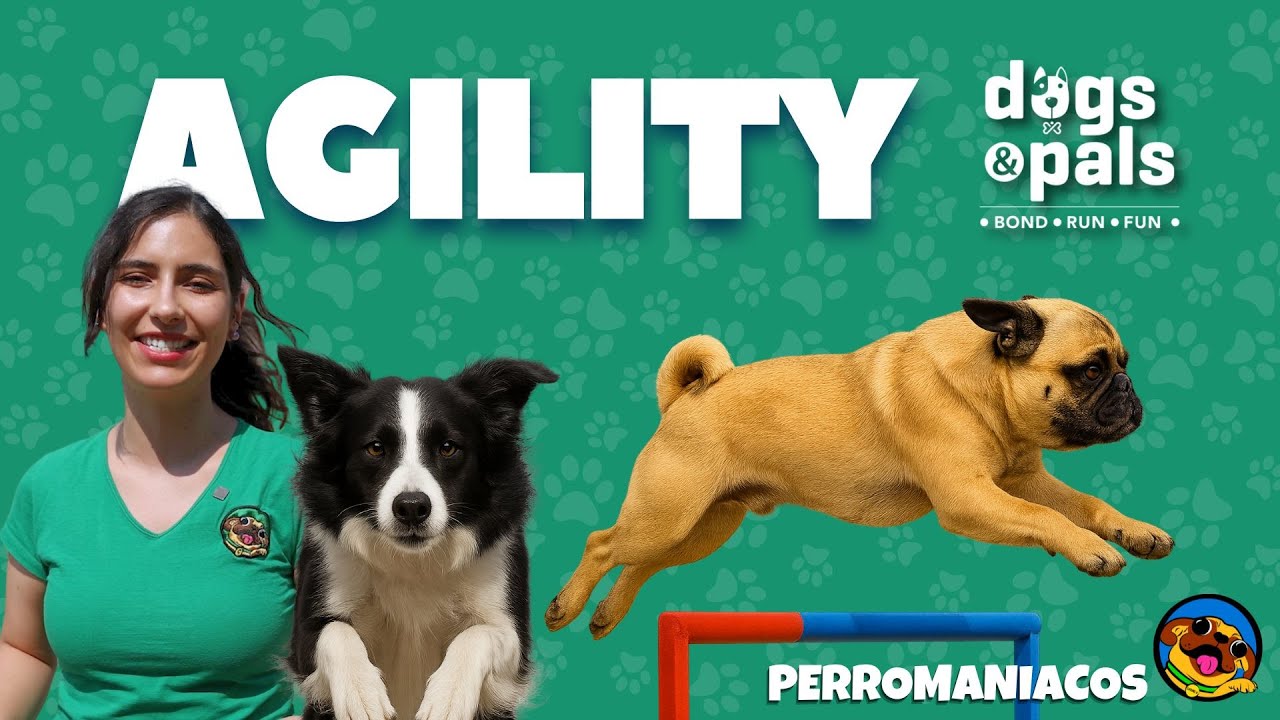 Conoce el Agility con Dogs & Pals 🐶🚀  este deporte canino que convierte a tu perro en un atleta.