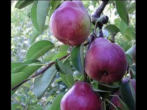 Video: Red Anjou Pear Info - Kawm Txog Red Anjou Pear Tree Care