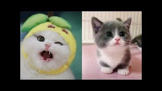 Aww - Funny And Cute Animals Compilation 2019 - Cutevn