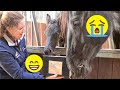 Sad news about Sylke Faya and Pjirkje! While unboxing a nice package | Friesian Horses