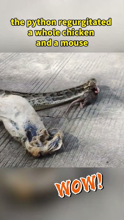 After being captured, the python regurgitated a whole chicken and a ...