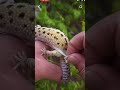 Do not peel of a leopard geckos skin