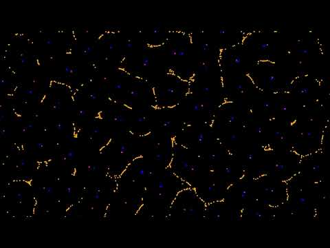 Particle Life Simulation - 2025-09-10 [1 Hour] - YouTube