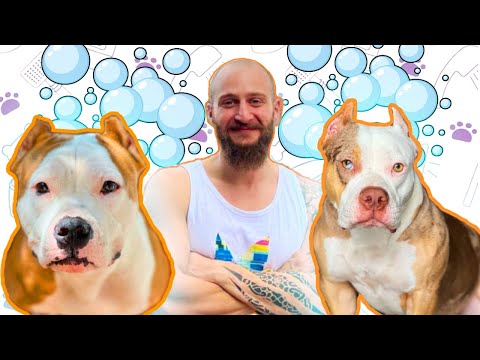 ჩემი გოგოები დავიბრუნე! ძაღლების ბანაობა!