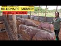 How to make millions in a simple pig farm business  2024 farm routine