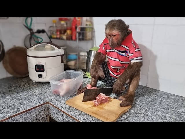 Monkey Abu cooks according to a special recipe class=