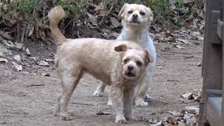 오목대 누각앞에서 만난 귀여운 강아지 2마리...Two cute puppies I met in front of Omokdae.....KOREA