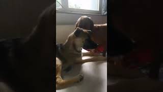 Daryl Und Ares Mitte August 2018