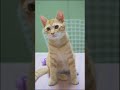 cats🥰 #shorts #cutecat