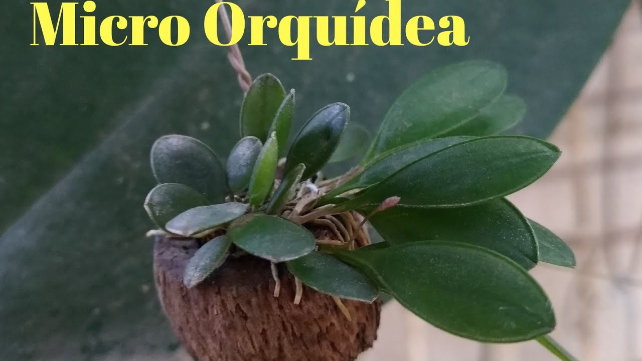 #microOrquídea #pleurothallis #acianthera Micro Orquídea Pleurothallis ...
