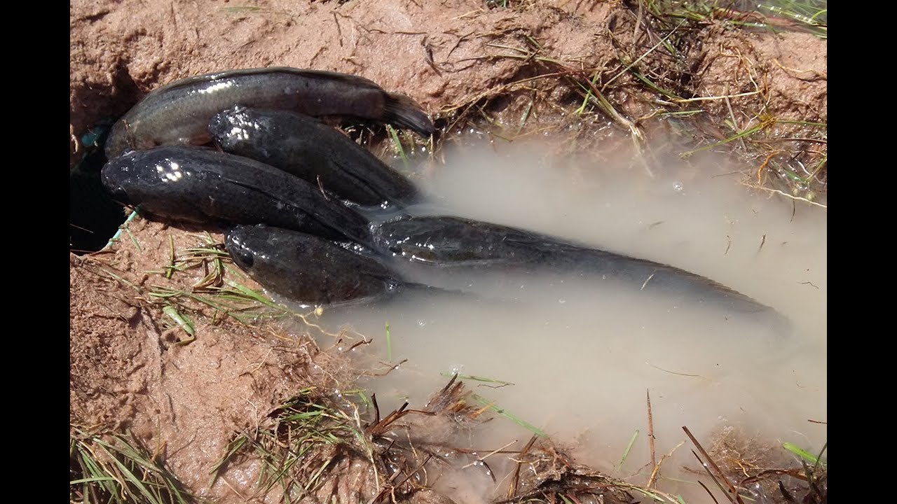 khmer net fishing 2017 Fishing Video ! Unique Fish Trapping System Using Mouse trap