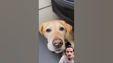 هذا هو اسعد كلب في العالم Goldenretriever Animals Puppy Labradorretriever Labrador 