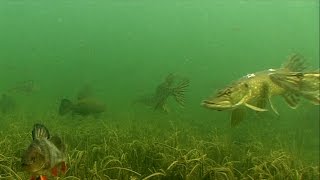 Male pike fight during spawning. Fishing, canal, underwater. Драка самцов щуки на нересте.