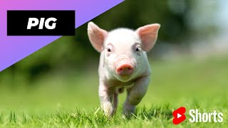 Pig 🐷 One Of The Most Intelligent Animals In The World #shorts