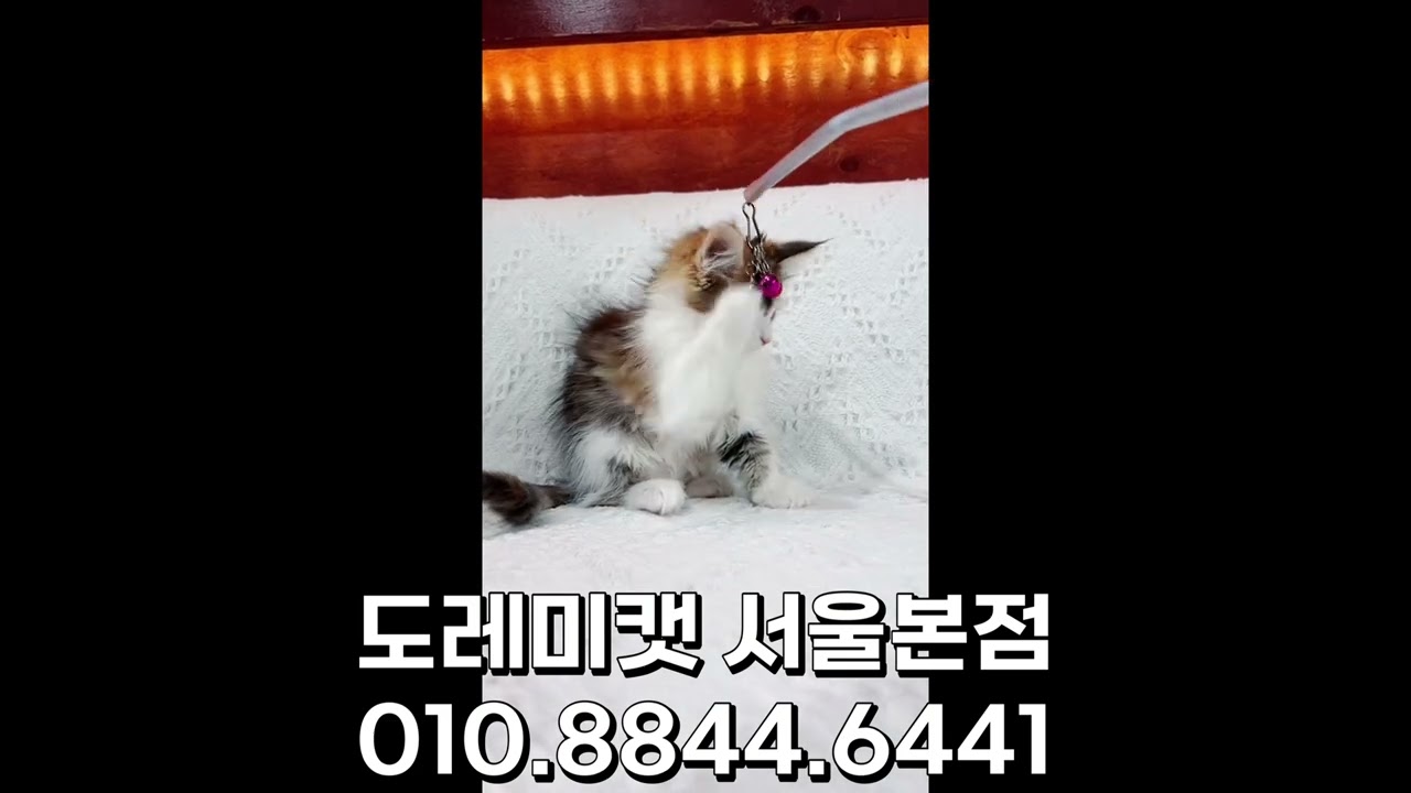 부산고양이분양 똥꼬발랄한 도레미캣 메인쿤 패밀리 :)