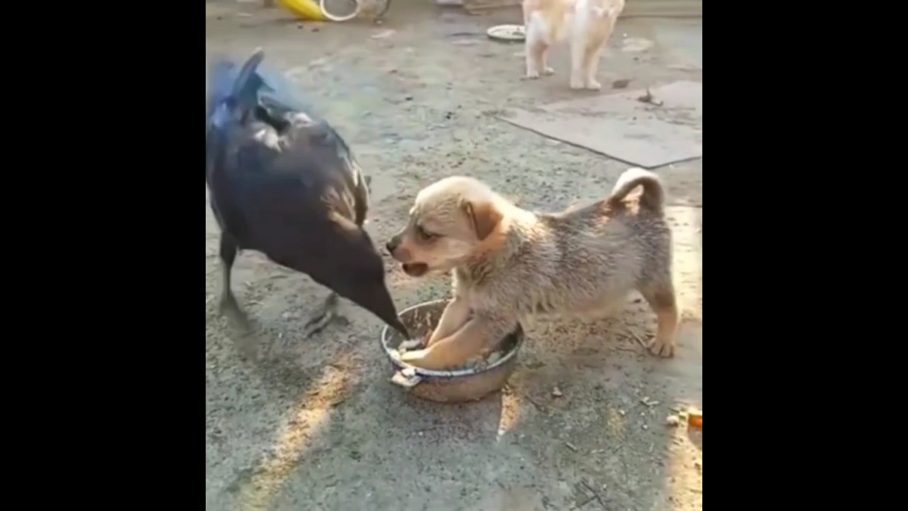 Ferocious Puppy🐶 Won't Let Crow🦅 Share Food From His Plate 